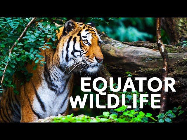 The Incredible Wildlife Living At Our Equator | Equator Specials