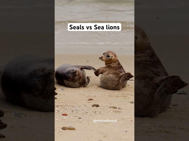 What is the difference between seals and sea lions?