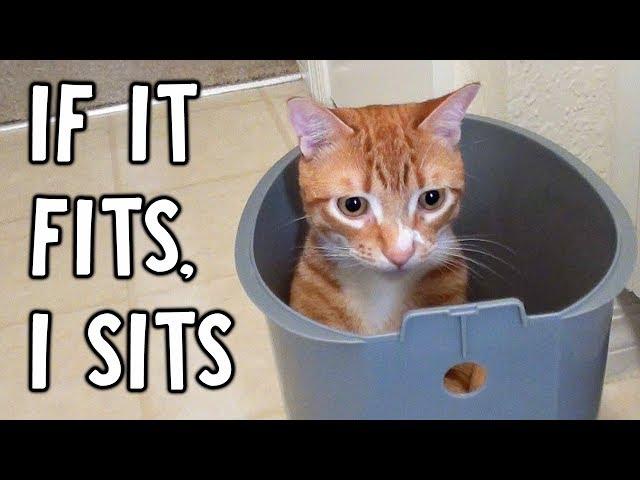 If It Fits, I Sits...