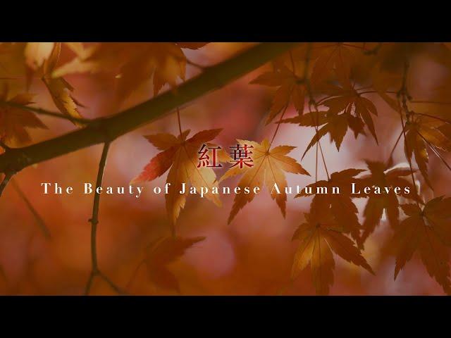 Japanese Autumn Leaves: The Beauty of Momijigari (紅葉狩り) and Mono no Aware (物の哀れ)