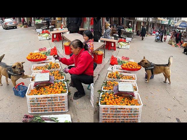 High-IQ dog takes an extra orange when buying oranges for owner