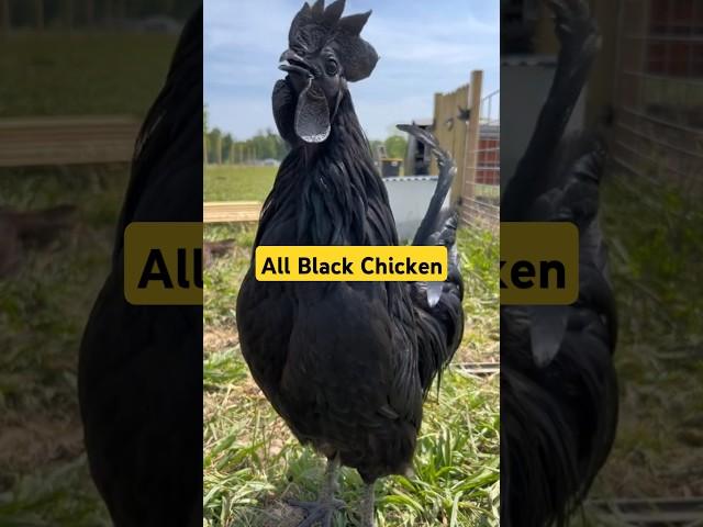 Jet Black Chicken? This is Ayam Cemani! #chicken #animals