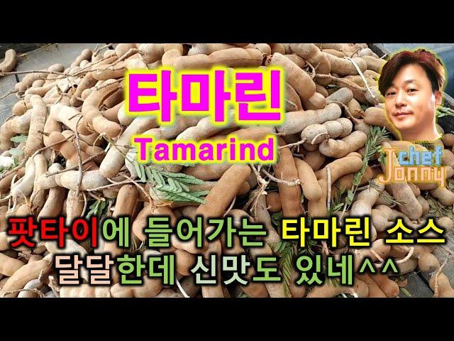 (캄보디아) 타마린 (tamarind)? 동남아 요리의 비법이 이거라고?