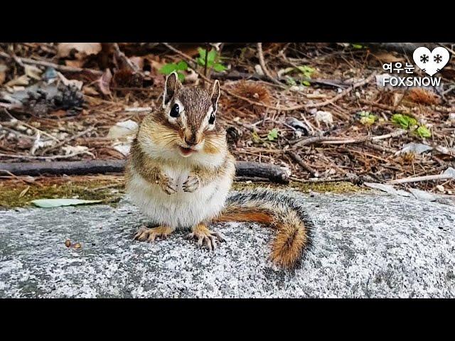 A cute Chipmunk encountered in the mountains, Healing Travel Movie | 산에서 우연히 만난 다람쥐와 행복한 힐링 여행 영상