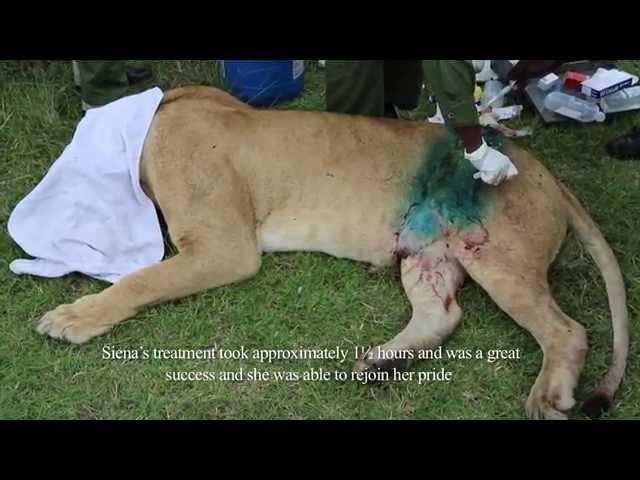 SKYVETS SAVES LIONESS - 4TH APRIL 2014 | Sheldrick Trust