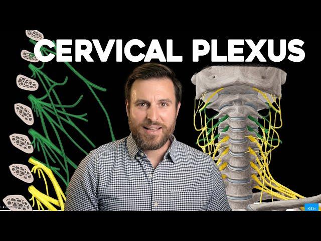 The Cervical Plexus, Explained | Corporis