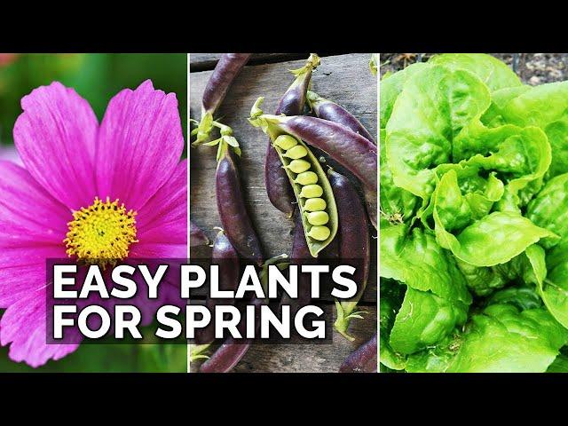 6 Easy Plants to Grow in Your Spring Garden  