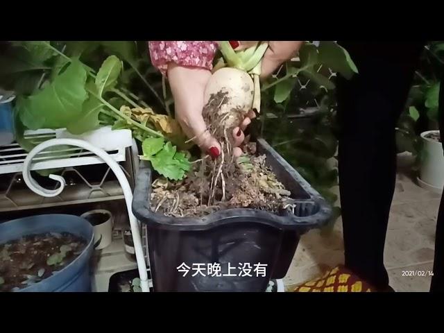 阳台花盆的萝卜拔了，要不要种多肉呢 #盆栽  #阳台种菜  #种植技巧