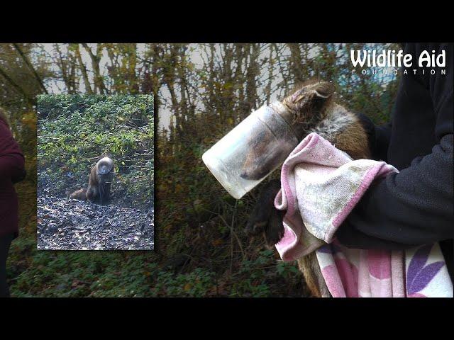 A FOX's HEAD stuck in a JAR for FOUR DAYS!!