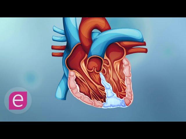 Film Biologie: HERZ UND BLUTKREISLAUF BEIM MENSCHEN/ menschlicher Körper - Bau und Leistungen