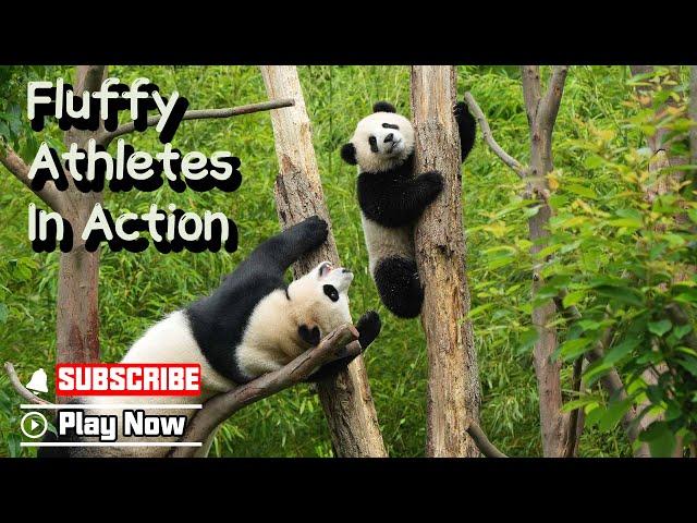 【Super Panda】Episode 377 Sports Festival For Fluffy Pandas | iPanda