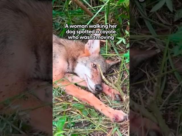 Injured Coyote Rescued from the Side of the Road | The Dodo