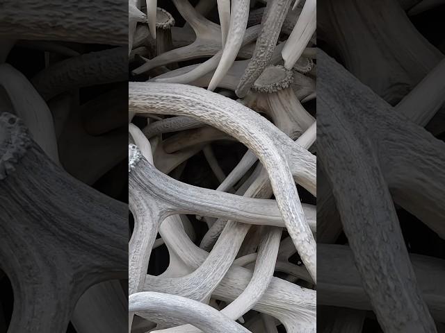 The Elk Antler Arches of Jackson Hole, Wyoming