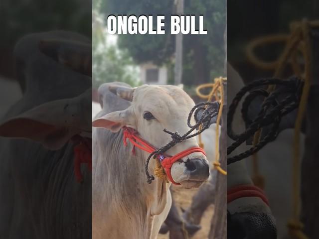 ചന്തയിൽ വില്പനക്ക് വന്നിട്ടുള്ള Ongole bull ചട്ടിപ്പറമ്പ ചന്ത Chattipparamba Chanda | Bull Market