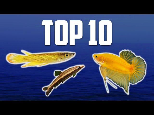 10 Top Dwelling Fish for Your Aquarium