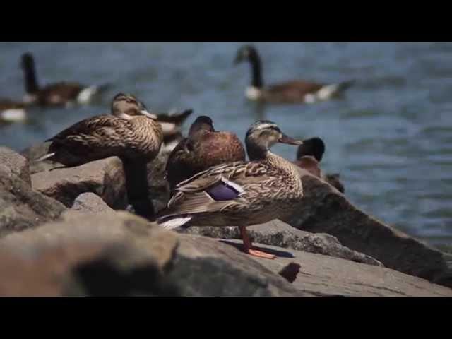 Rockland Close Up Trailer