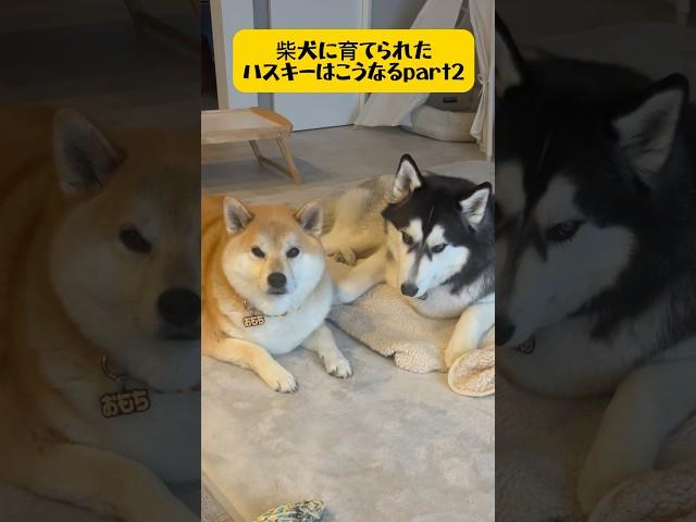 【柴犬に育てられたハスキーpart2】 #シベリアンハスキー #youtubeshorts #dog #shortvideo #shibainu #柴犬 #おもしろ #short