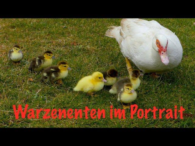 Warzenenten im Rasseportrait - Alte Nutztierrassen Folge 10 - Naturbrut, Farbschläge, Haltung, Zucht