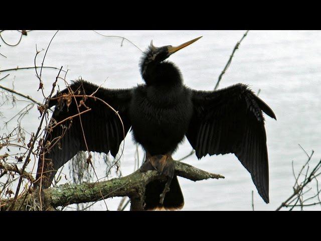 Anhinga (SnakeBird) Calls FYV