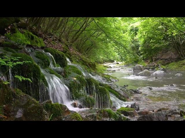 Babbling Brook  / Birds Chirping /Forest Sounds / Reduces Stress