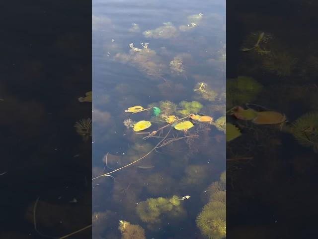 Is this Toxic Blue Green Algae #fishing #fishinglife #bassfishing #rhodeisland #algae