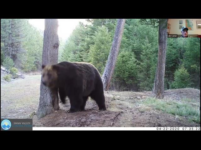 Trail Camera Movie Night Zoom Presentation with Luke Lamar (SVC)