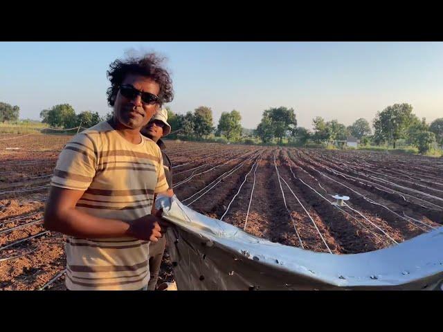 Mulching for Garlic || Narendra Nath Vlogs || Lahsun ke liye mulching ka upyog ||