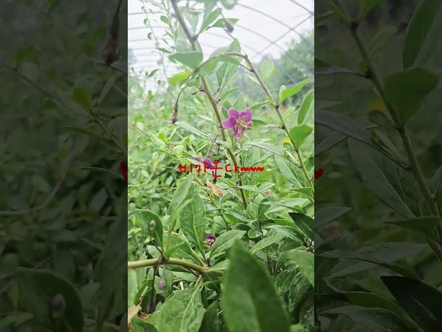 구기자꽃 #이경은노래교실