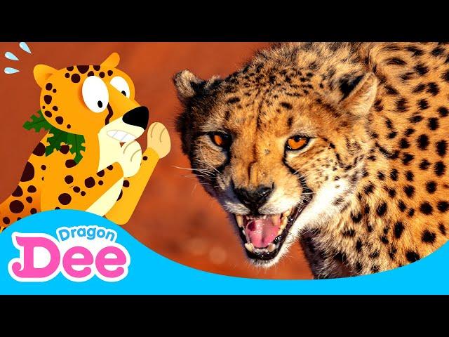 Cheetah the Fastest!  | Cheetah Run | Animal Rush 2 | Animal Songs | Dragon Dee Songs for Children