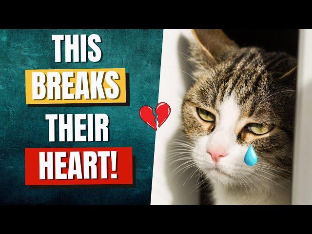 12 Everyday Things That Hurt Your Cat's Feelings