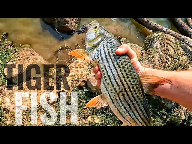 Tiger Fish Sneak Attack! (And Dodgy Hippo)