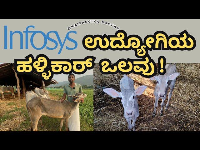 Infosys ಉದ್ಯೋಗಿಯ ಹಳ್ಳಿಕಾರ್ ಒಲವು | Hegganuru Hallikar | Black Diamond hallikar  | ️