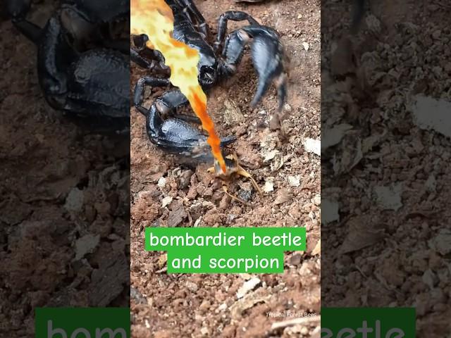 Bombardier beetle defends itself against giant scorpion  | Tropical Forest Bees #scorpion