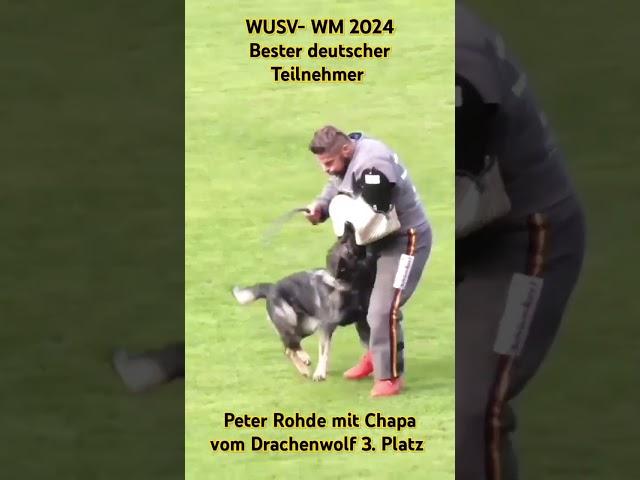 WUSV- WM 2024 Bester deutscher Teilnehmer Peter Rohde mit Chapa vom Drachenwolf