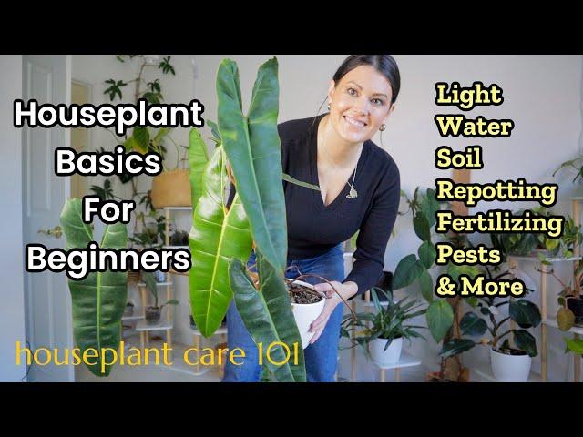 Houseplant Care 101: Plant Care For Beginners | How To Water, Lighting, Soil, Repot & More