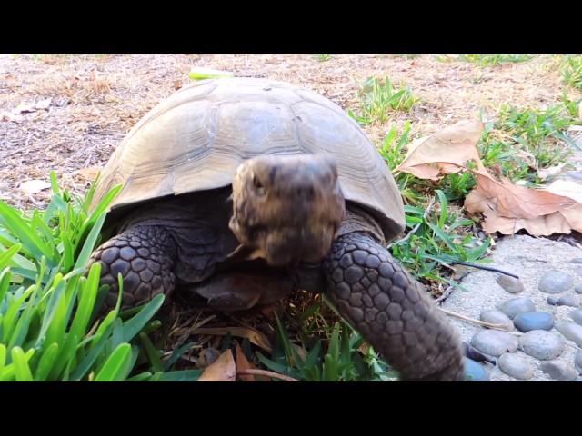 Headbanging Tortoise