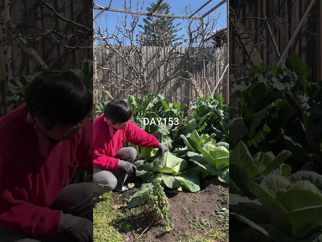 包心菜種植（糖麵包） Sugarloaf Cabbage harvest #gardening