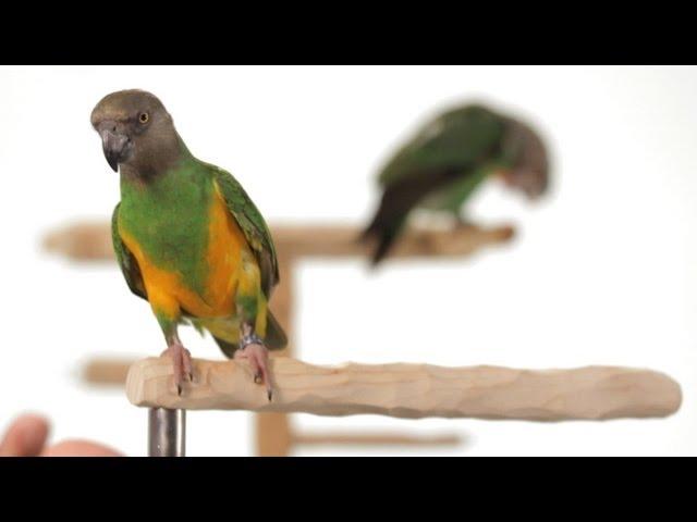 4 Best Parrot Training Tips | Parrot Training