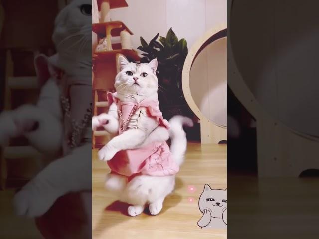 Cute Cat Funny Dance ️Best Funny New Clip  | New  Video try  #short