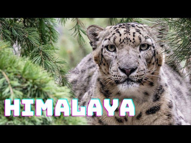 Tour of Himalaya at Zoo Leipzig