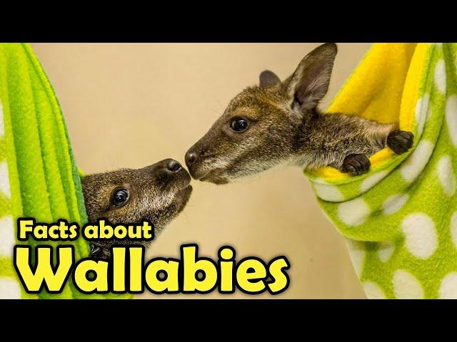 What is a Wallaby? - Cute Facts about Wallabies