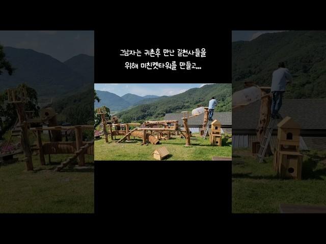 귀농귀촌하면 제발 길고양이와 눈 마주치지마세요!!   #길고양이#길냥이#고양이집#고양이켓타워