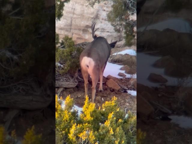 Seconds to decide??? #keepthefaithhunting #deerhunting #navajonation #deerhunt #muleycrazy #bigbucks