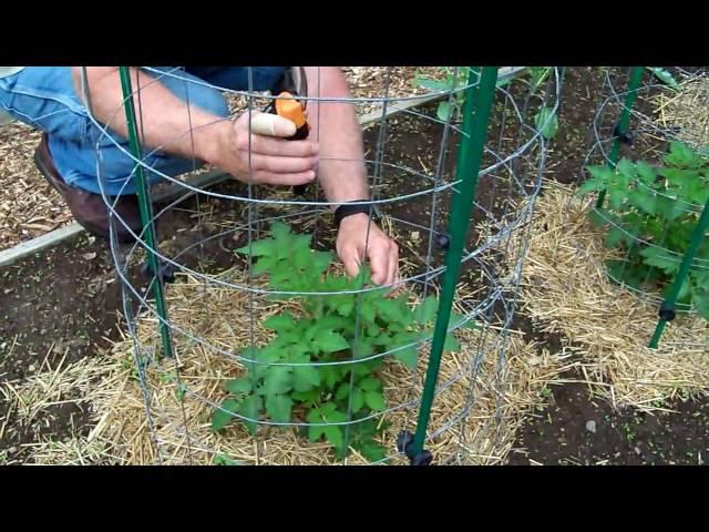 Tomato Growing Tips | Tomato Pruning And Feeding | Tips For Growing Tomatoes