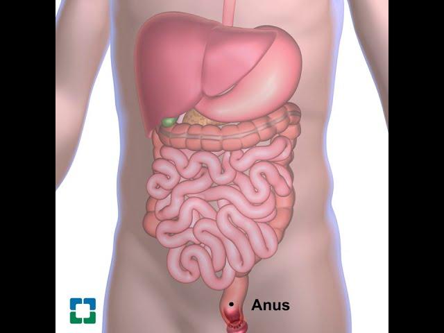 The digestive system.