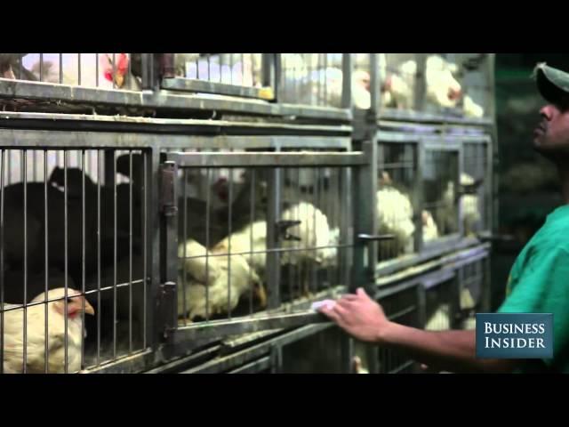 What "Halal" Really Means