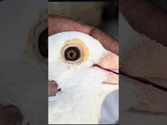 ️tm galaxy ️  #parava #pigeon #pigeonpigeon #kabootar #kabootar #birdspecies #bird