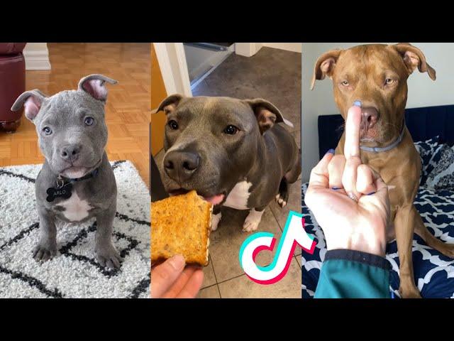 Pitbulls are Badass and Cute Compilation!