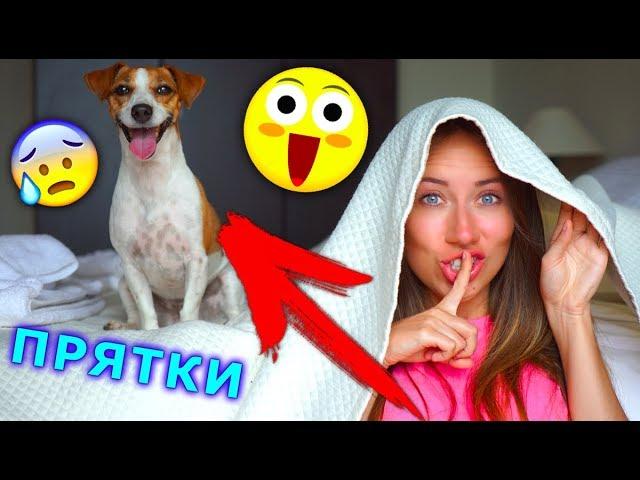 ПРЯТКИ с Собакой в Доме Играем Крит | Elli Di Pets