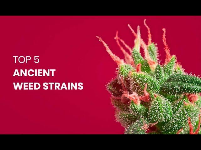 Top 5 Ancient Weed Strains